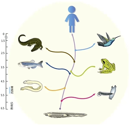 中国海洋大学张士璀教授《文昌鱼演化生物学