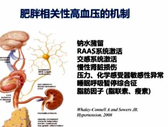 长城论道肥胖相关性高血压的机制与干预丨gwicc2020