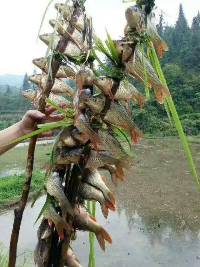 【直播预告】"金秋烧鱼季"来袭!稻香鱼肥正当时,丰收的苗乡等您来