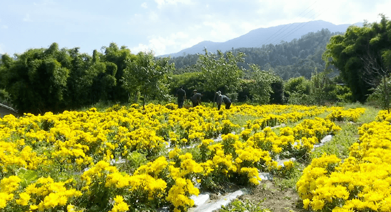 攀枝花這片金絲皇菊開採了~_種植地