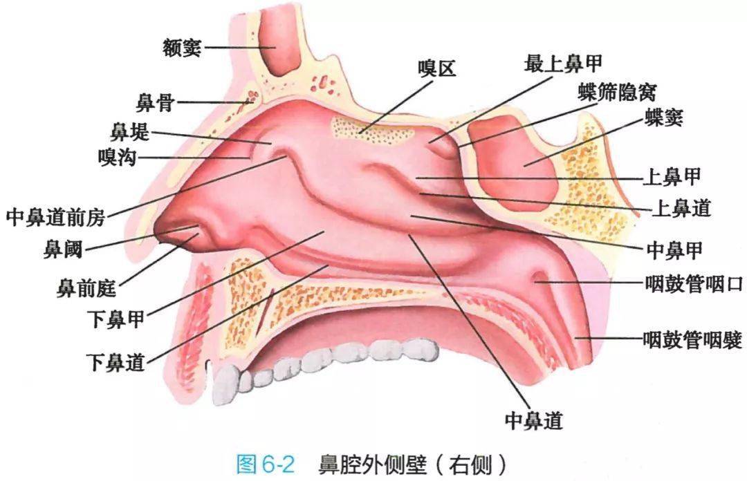 鼻子内部结构图图片