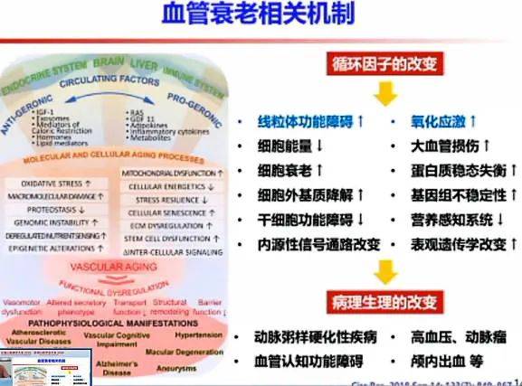把握生命之钥,揭谜血管衰老丨GW-ICC 2020_研究