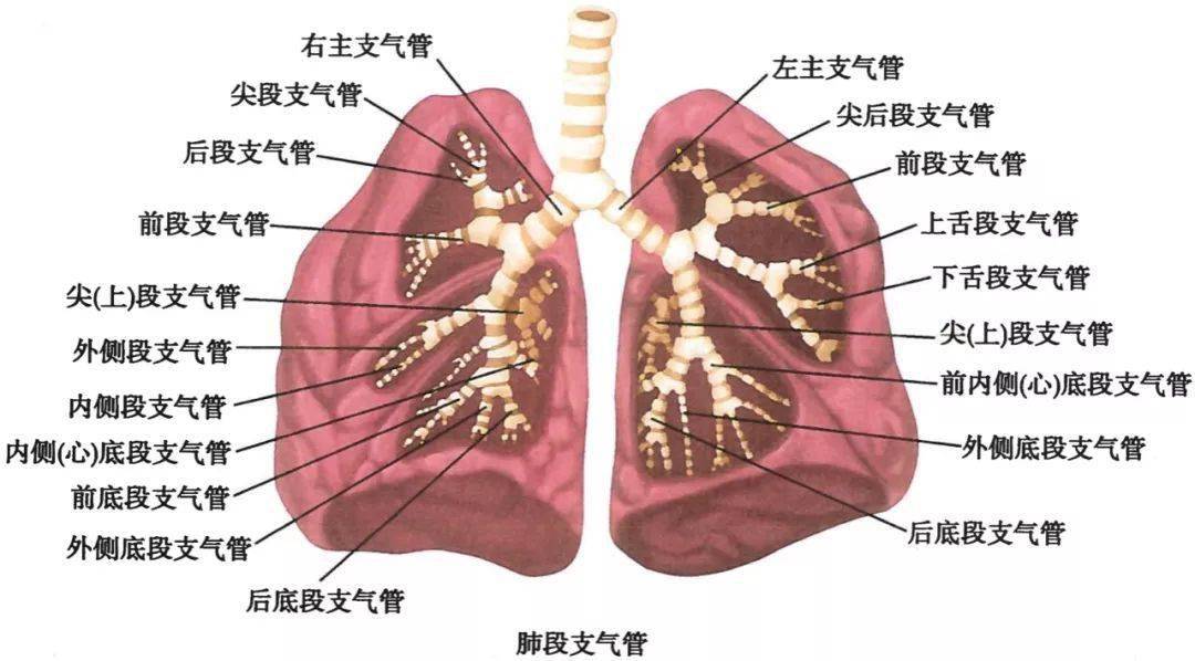 呼吸系统解剖图谱