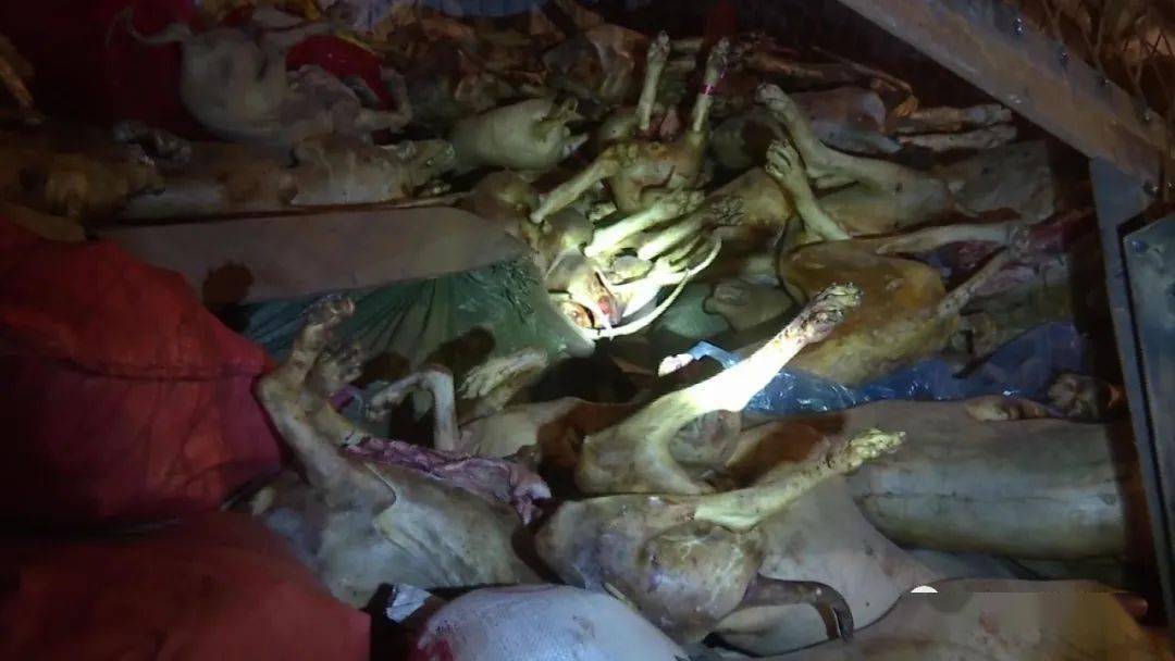 你爱吃的烧烤可能来自这里!南宁一冷库查获超10吨可疑冻品