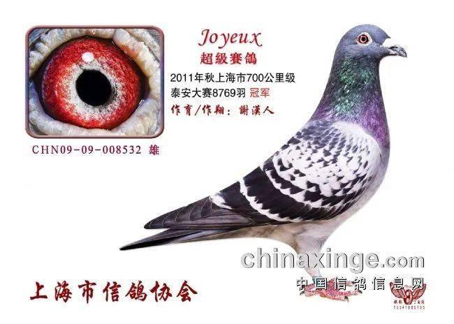 上海700公里泰安精英赛飞出四羽夜行鸽