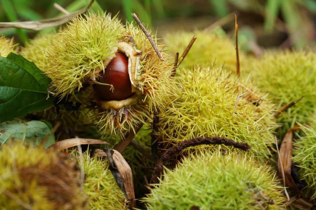 这些毒菜看清楚了千万别吃错