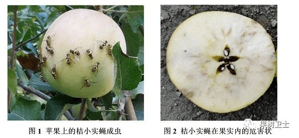 桔小实蝇的发生特点和防治措施_果实