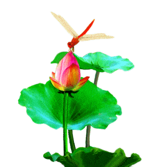 296_336gif 动态图 动图