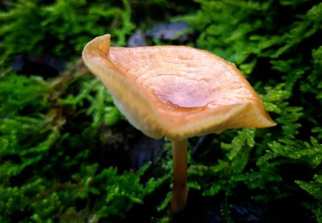 会员佳作刘玉松野生小菌子的一生