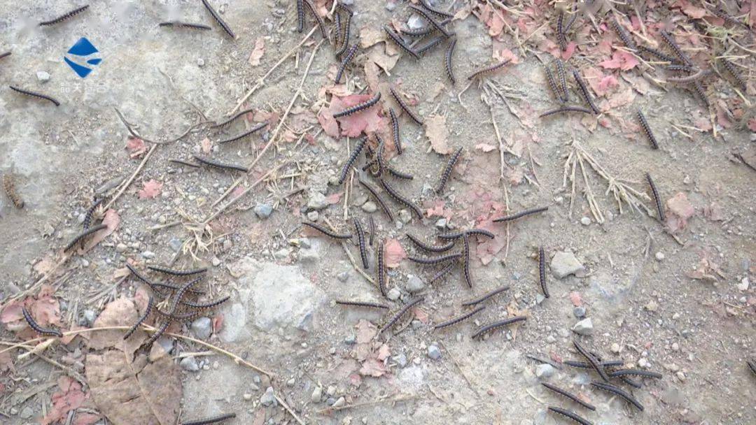 村民向《民生关注》反映,说村子里最近突然出现了大量类似蜈蚣的爬虫