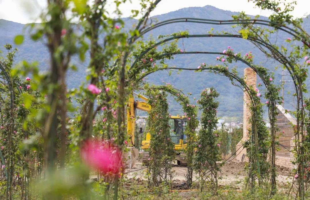 就在这里,舟山将打造一大片"玫瑰花海"