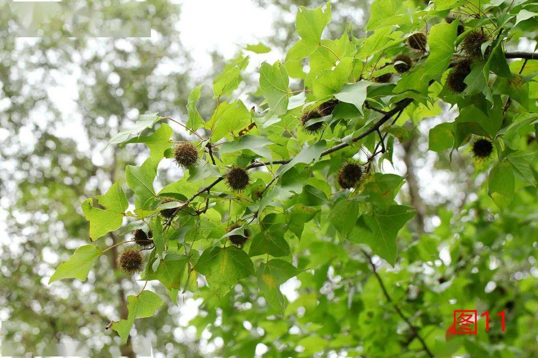 枫香树的果实(枫香树的果实图片)