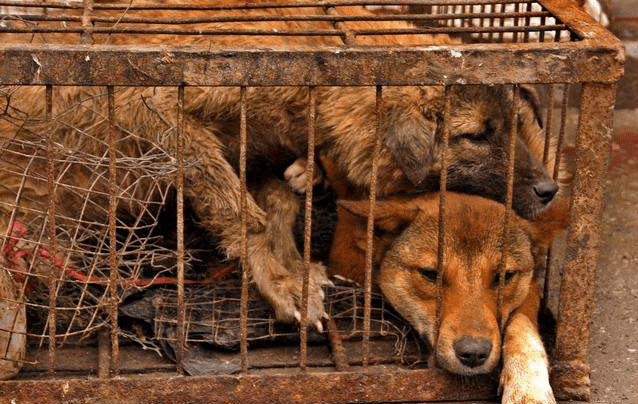 狗贩子为何高价收购老狗狗贩子冷暖自知谁又管得了狗狗死活