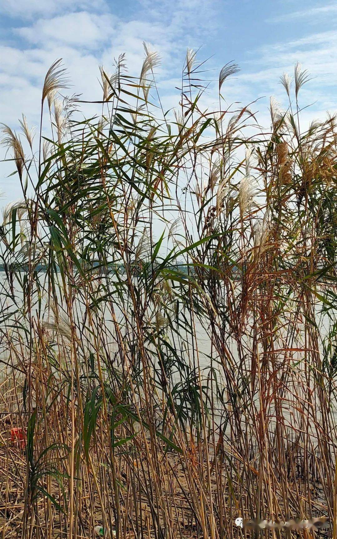 芦花白桕叶红八卦洲头赏秋浓