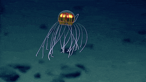 这些长相奇奇怪怪的深海鱼,你见过几种?