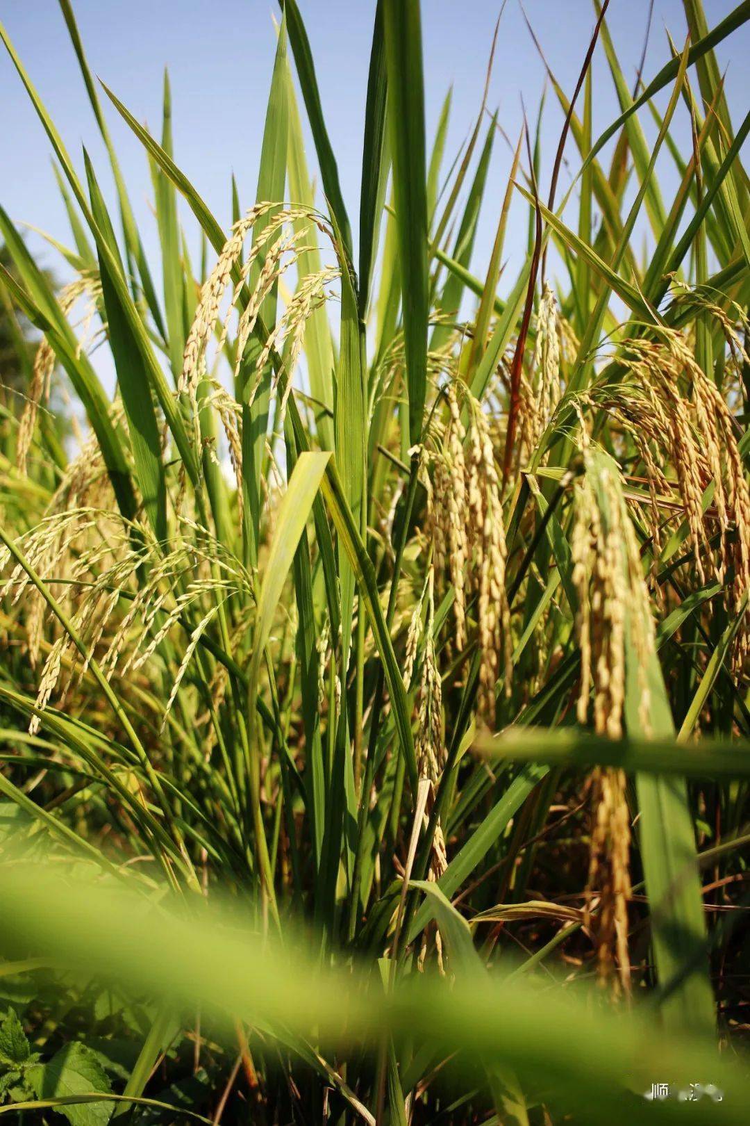 稻熟穗黄谷丰登