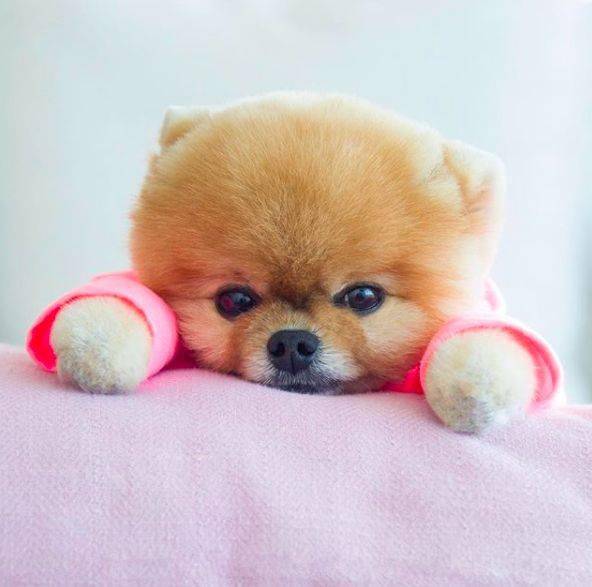 网红小博美时时刻刻都在卖萌,啊!太可爱啦