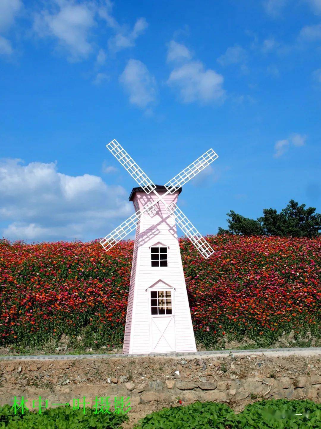 洋光村花堤风景美如画