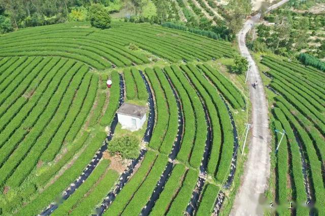 坐标:广东省廉江市青平镇那毛角村摄影:陈希宇周末,秋高气爽,约三五影