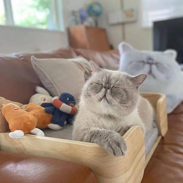 日本这只睡觉猫火了日常不睁眼把网友都给看困了