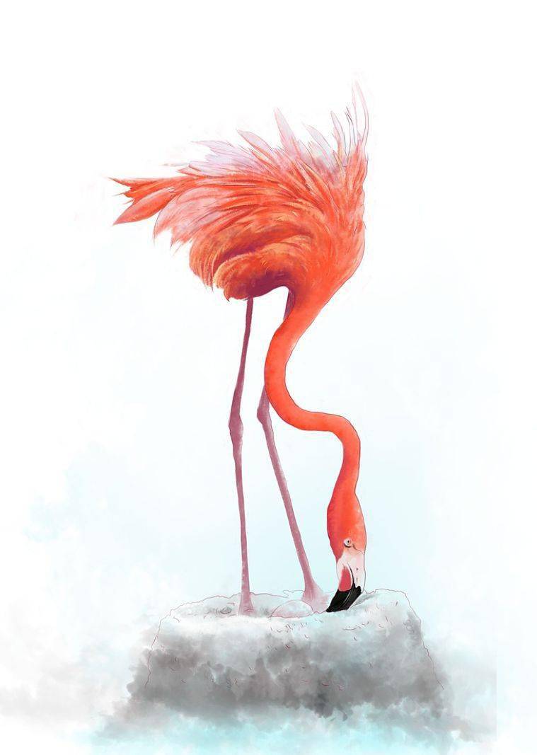 装饰感极强的火烈鸟插画赶紧收藏吧