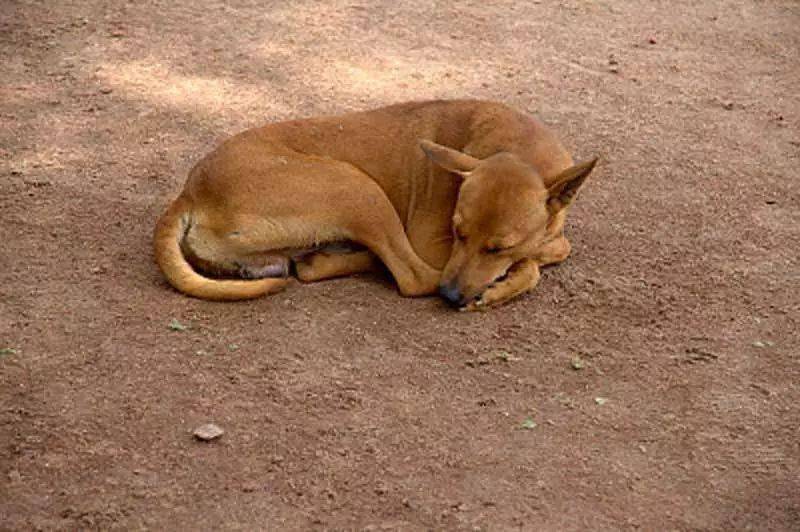 《三国志》中土狗被称为"黑龙",苏轼在其诗中称土狗为"黄犬"……都没