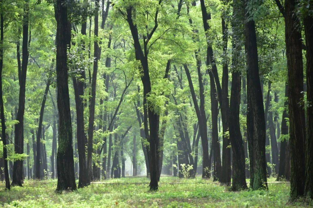 申甘林带国家森林公园图片