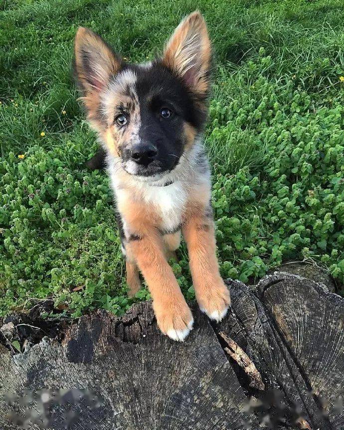 长了一副阴阳脸的混血狗狗简直帅呆了