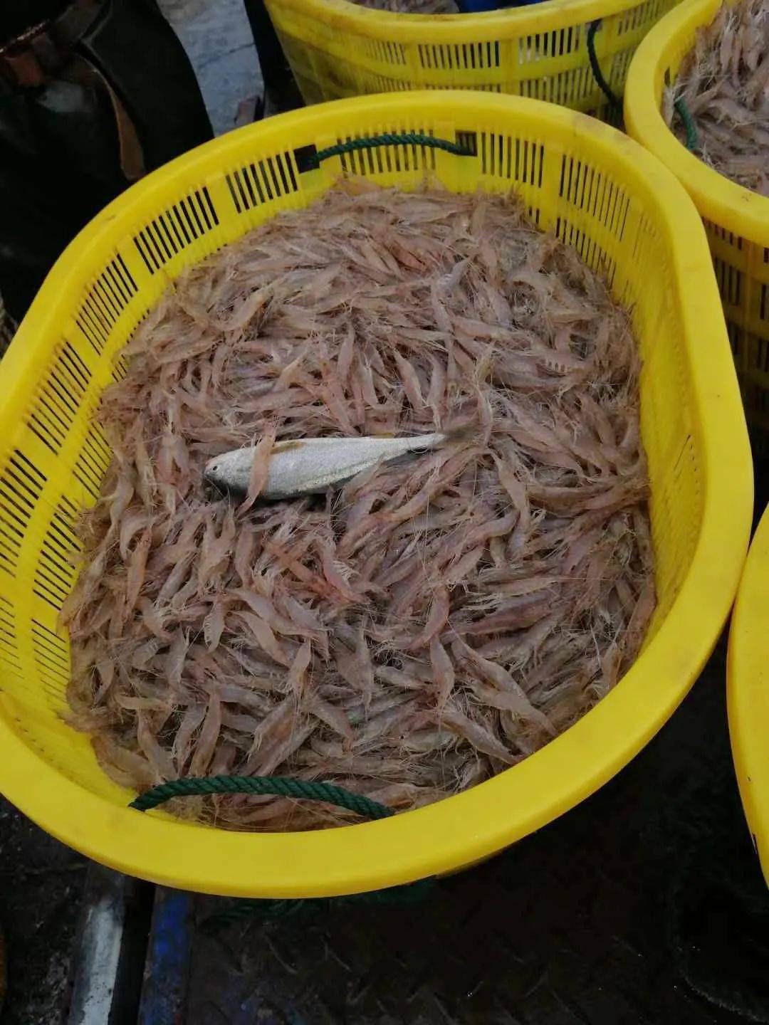 丰收在望,东台沿海脊尾白虾开捕啦!