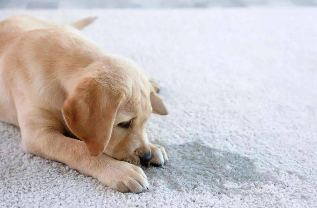 四,舔地板狗狗舔地板有残留食物残渣的情况,但如果长时间舔舐的话,那