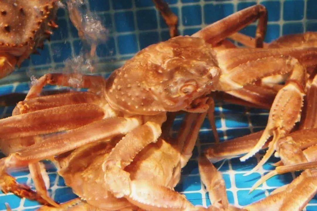 海鲜是店里的主打之一,牡丹虾,波士顿龙虾,帝王蟹,枫叶蟹,海胆.