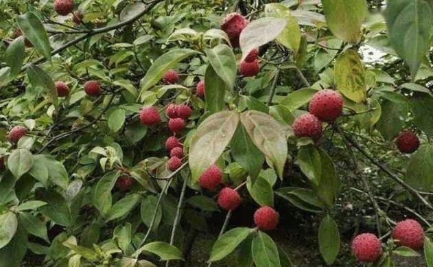 在丘北大山里有一种美味叫鸡嗉子