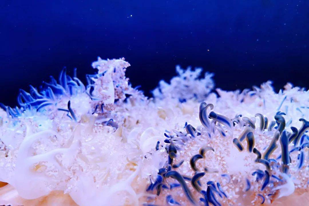 倒立水母一种特别喜欢晒太阳的水母