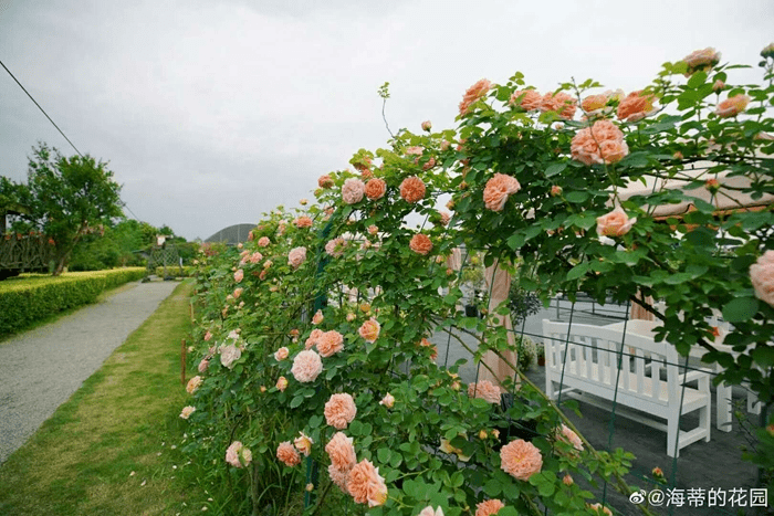 如兰分享海蒂的花园有美到你吗