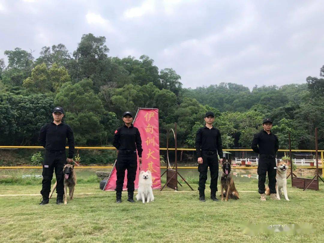 中山伊甸园训犬基地面向全国招收训犬学徒啦!爱狗狗的你们看过来