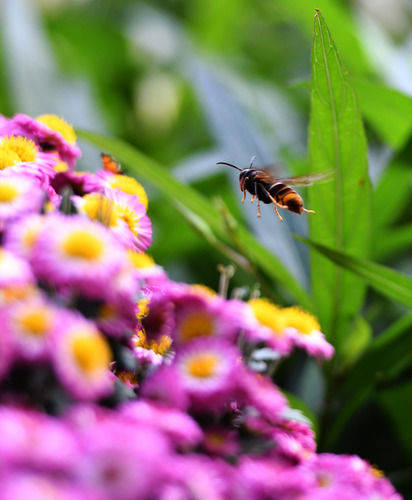 11月3日,在福州市西湖公园荷塘边的花丛中,一只蜜蜂在采蜜.