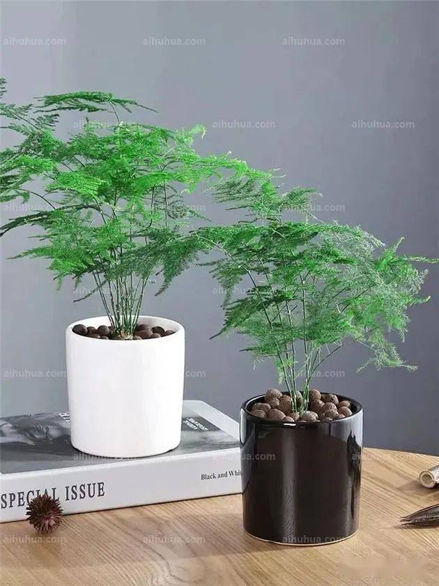 家裡必養的12種耐蔭植物不需要光照就能枝繁葉茂