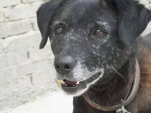 它敢与野猪一争高下人称本土丛林悍将凭实力圈粉无数