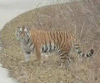 延边再现野生东北虎伸懒腰摆pose自在轧马路附视频