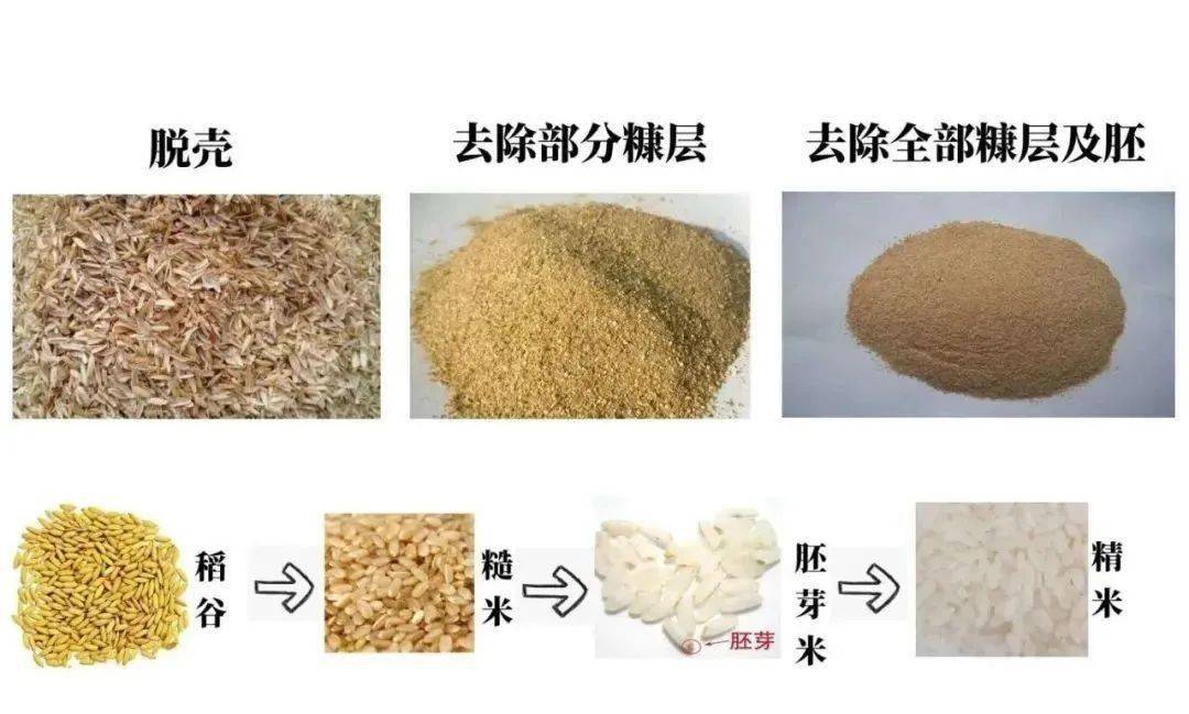 大米诞生记从化亲子一天游2020年11月07日周六稻花田里的时光打甜柿