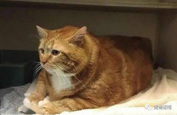 黄猫跟橘猫有啥区别？黄猫是品种，橘猫是橘色的猫的统称！_狸猫