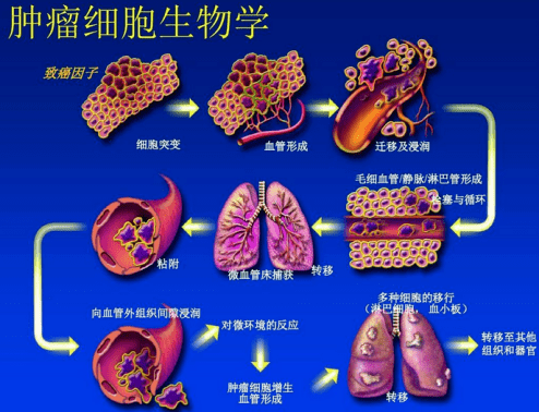 化疗为什么无法杀灭所有癌细胞