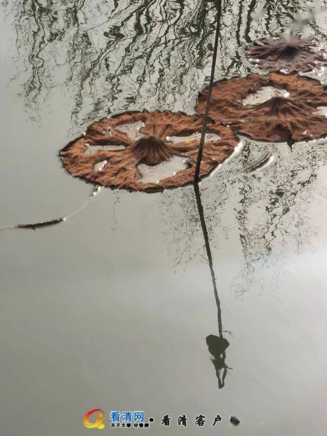 秋风拂过荷塘,一枝傲然挺立的莲蓬头在风中屹立不倒.