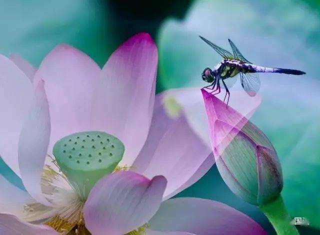 好美的荷花蜻蜓,拿来作花鸟素材真不错!