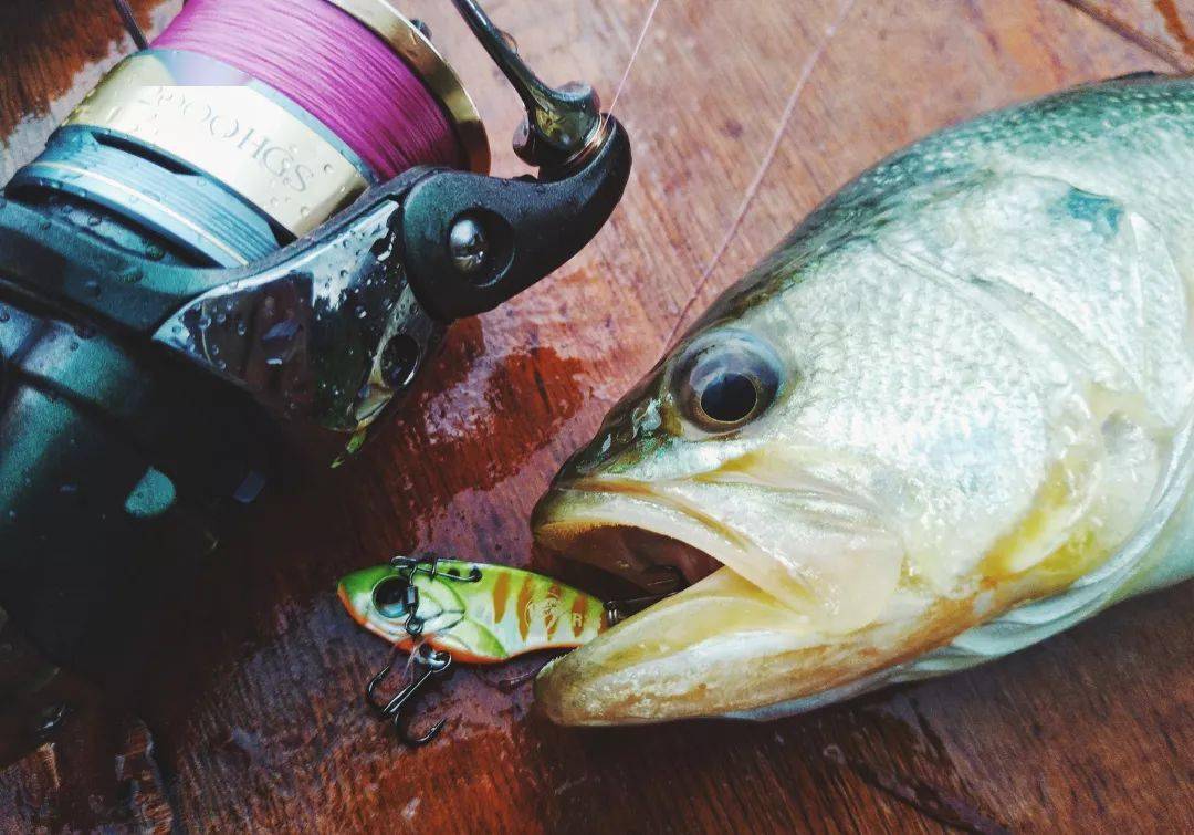 得偿所愿路亚淡水白鲳,真是过足了钓瘾!(下)