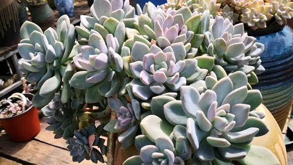 云之南多肉园:品种很古老的冬美人,悬崖桩造型才是它的追求!