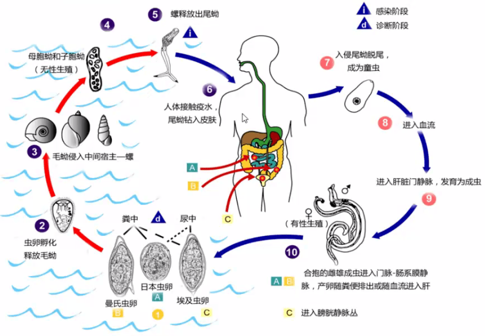 微讲堂家畜日本血吸虫病及其诊断监测与防控