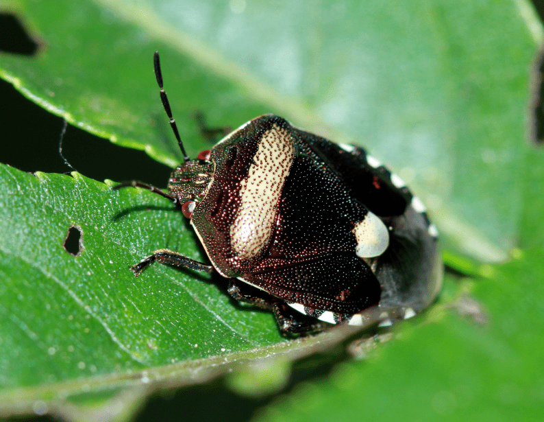 紫蓝曼蝽 menida violacea motschulsky习性:吸食大豆,水稻,小麦,玉米