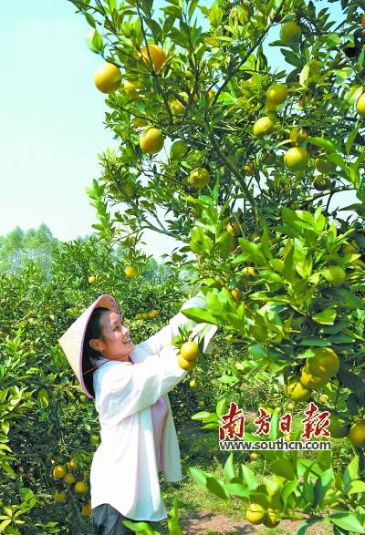 第二届广东十大美丽乡村系列评选考察组走进廉江