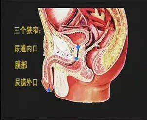 尿道球部的解剖位置图片